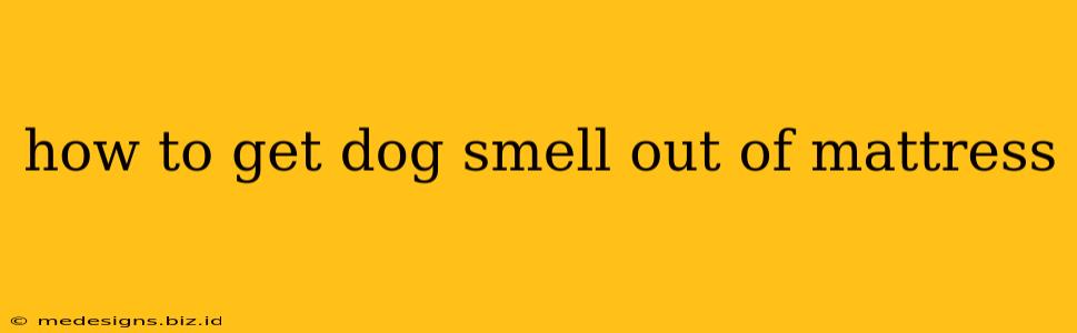how to get dog smell out of mattress