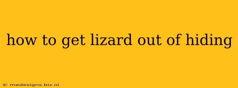 how to get lizard out of hiding