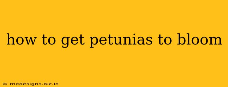 how to get petunias to bloom