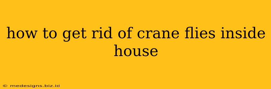how to get rid of crane flies inside house