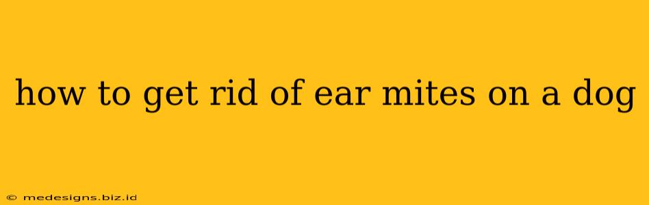 how to get rid of ear mites on a dog