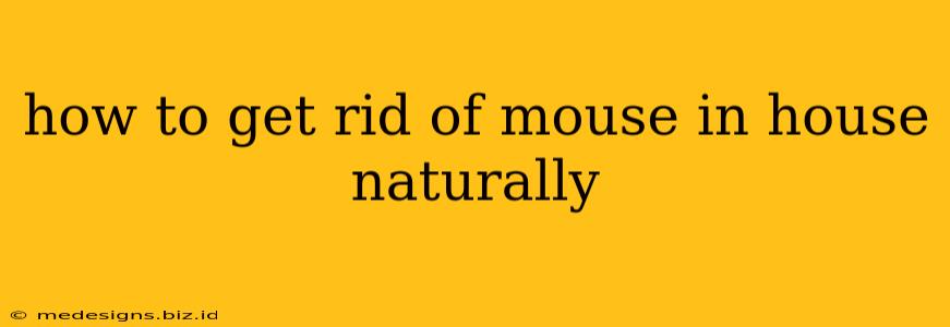 how to get rid of mouse in house naturally