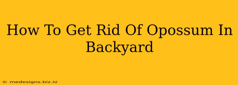 How To Get Rid Of Opossum In Backyard