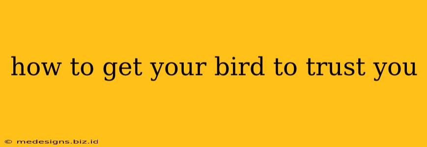 how to get your bird to trust you