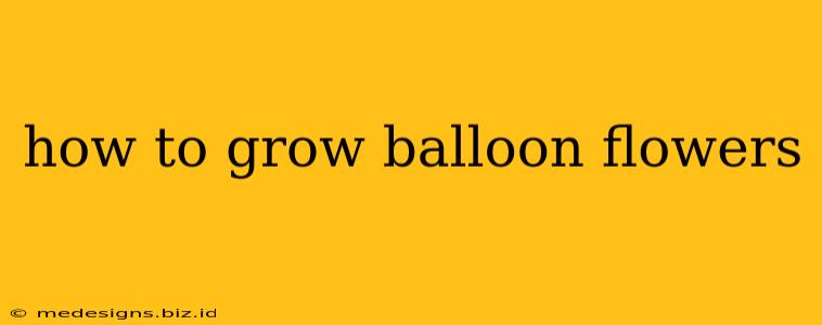 how to grow balloon flowers