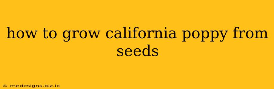 how to grow california poppy from seeds