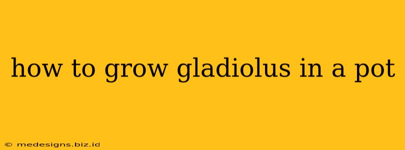 how to grow gladiolus in a pot