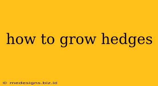 how to grow hedges