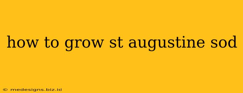how to grow st augustine sod