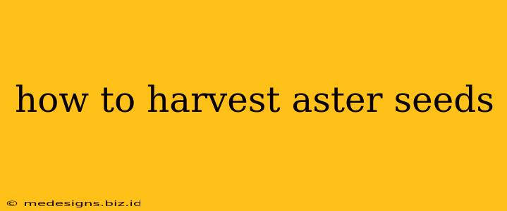 how to harvest aster seeds