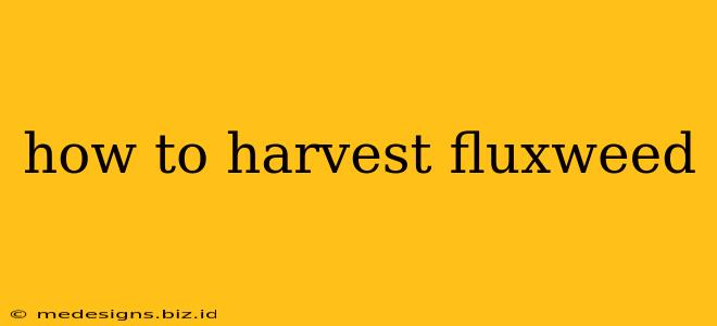 how to harvest fluxweed