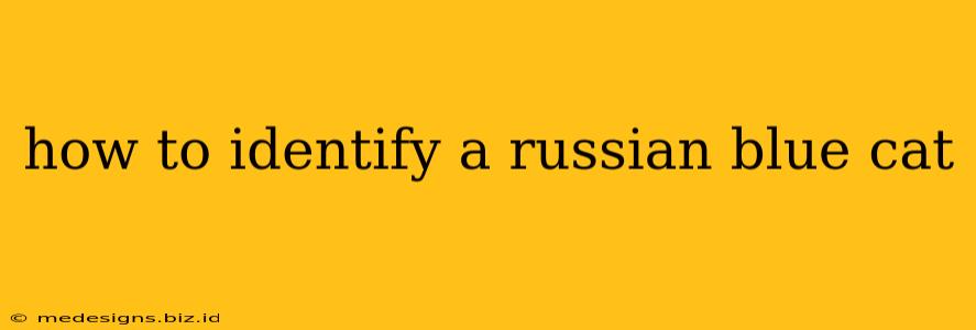 how to identify a russian blue cat