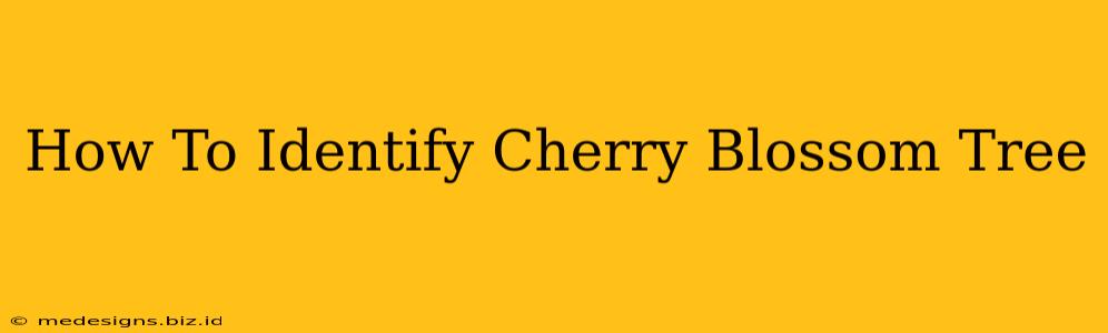How To Identify Cherry Blossom Tree