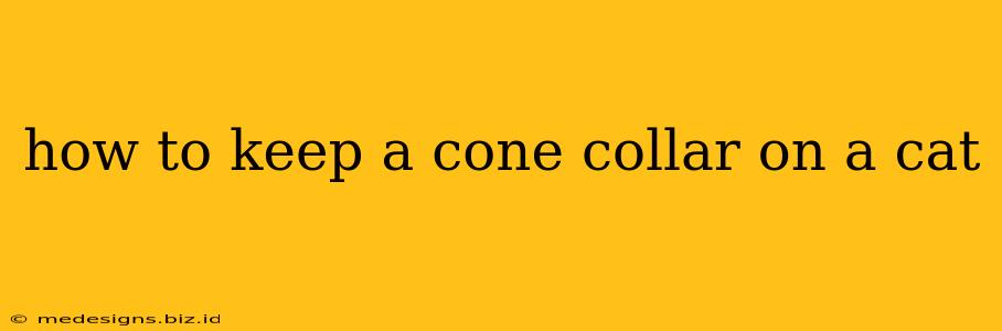 how to keep a cone collar on a cat