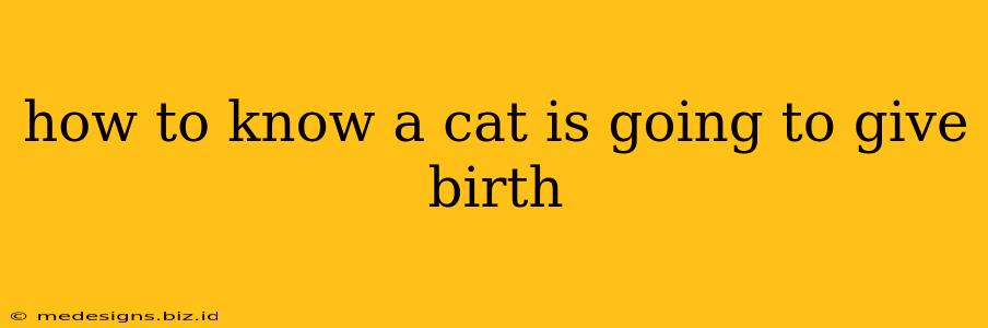 how to know a cat is going to give birth