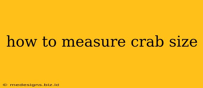 how to measure crab size