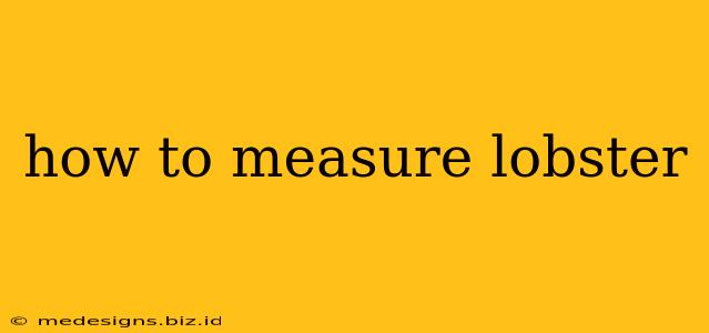 how to measure lobster