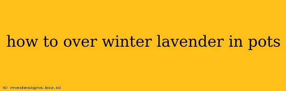 how to over winter lavender in pots