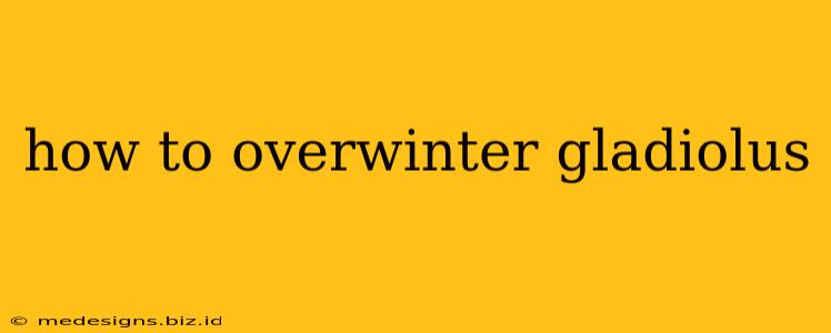 how to overwinter gladiolus