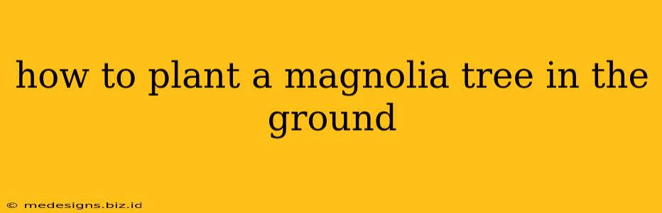 how to plant a magnolia tree in the ground