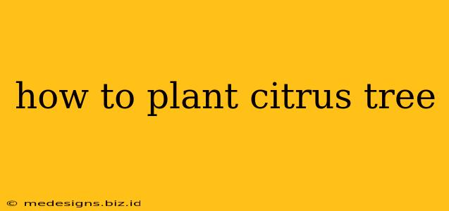 how to plant citrus tree