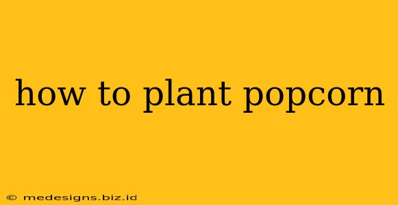 how to plant popcorn