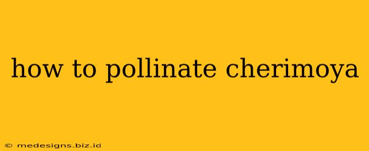 how to pollinate cherimoya