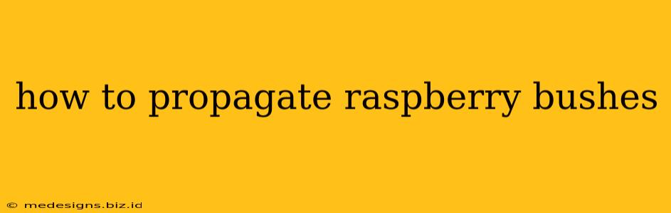 how to propagate raspberry bushes