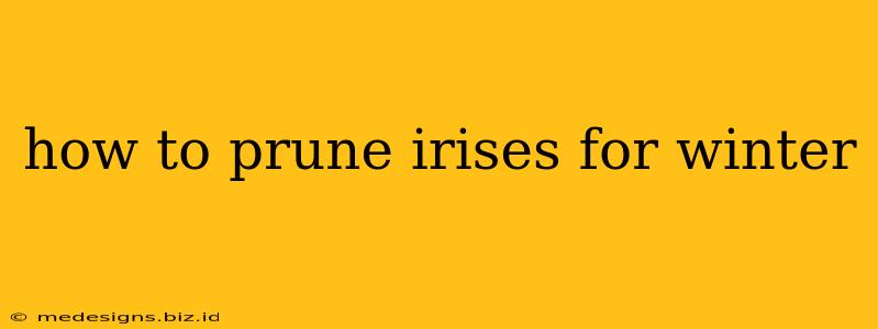 how to prune irises for winter