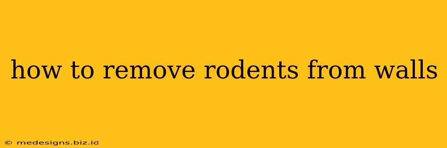 how to remove rodents from walls