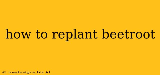how to replant beetroot