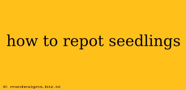 how to repot seedlings