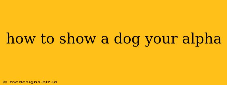 how to show a dog your alpha