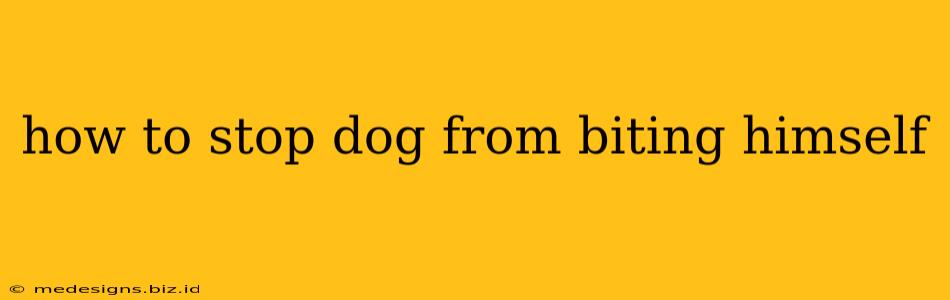 how to stop dog from biting himself