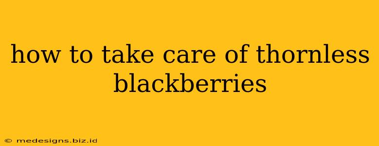 how to take care of thornless blackberries