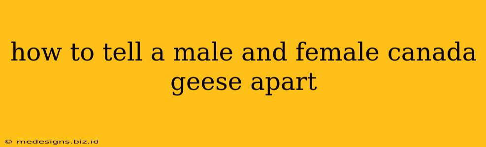 how to tell a male and female canada geese apart