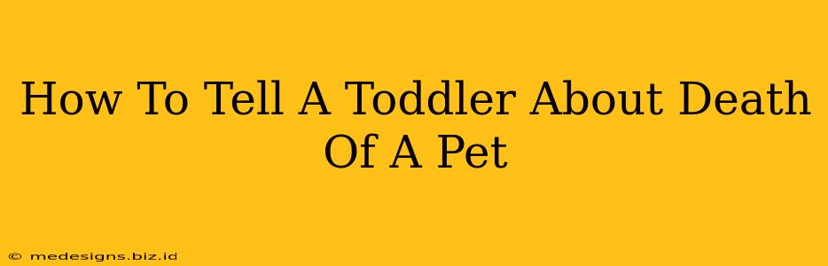 How To Tell A Toddler About Death Of A Pet