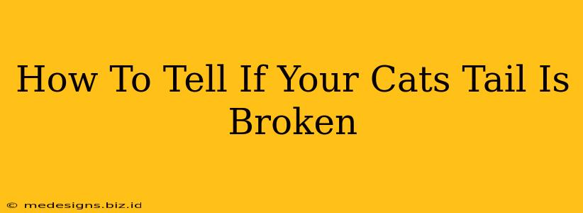 How To Tell If Your Cats Tail Is Broken