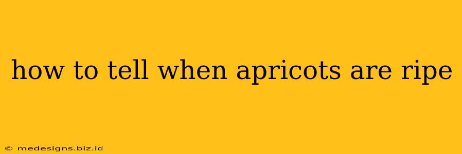 how to tell when apricots are ripe
