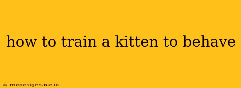 how to train a kitten to behave