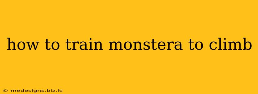 how to train monstera to climb