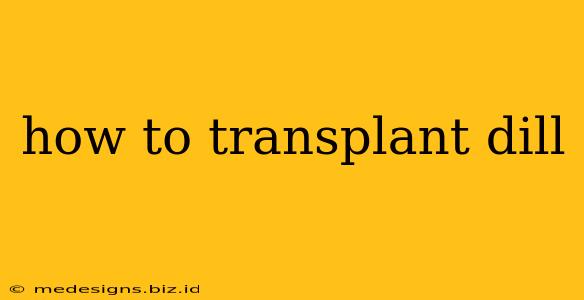 how to transplant dill