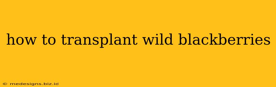 how to transplant wild blackberries