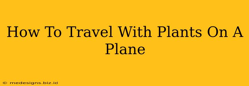 How To Travel With Plants On A Plane