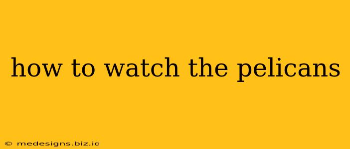how to watch the pelicans