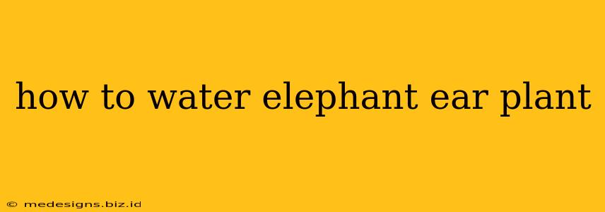how to water elephant ear plant