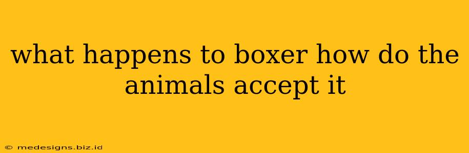 what happens to boxer how do the animals accept it
