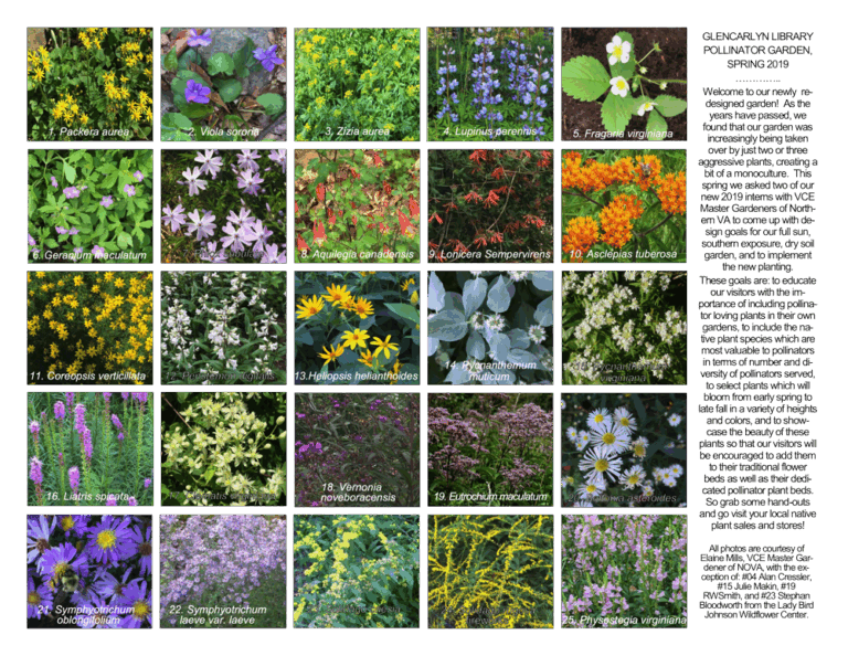 Buzzworthy Blooms: Your Ultimate Guide to Selecting Plants for a Thriving Pollinator Garden