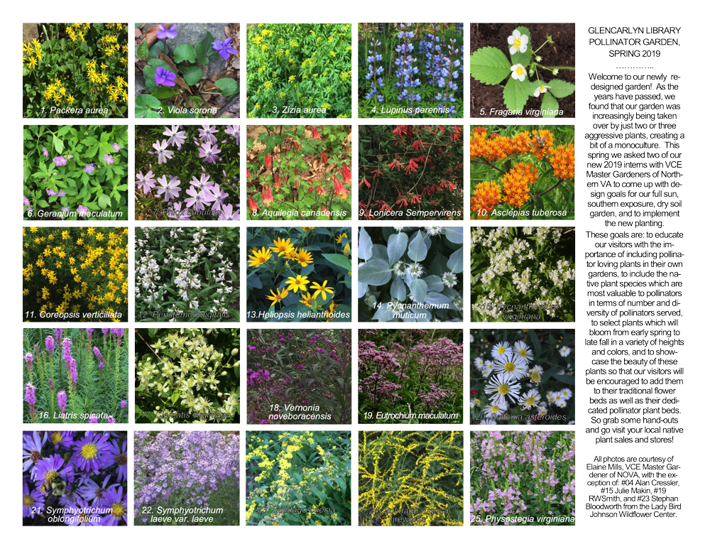 Buzzworthy Blooms: Your Ultimate Guide to Selecting Plants for a Thriving Pollinator Garden