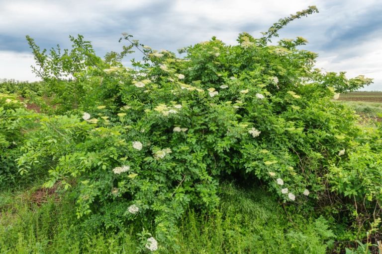 Wind-Resistant Wonders: Unveiling the Best Plants for Windy Sites